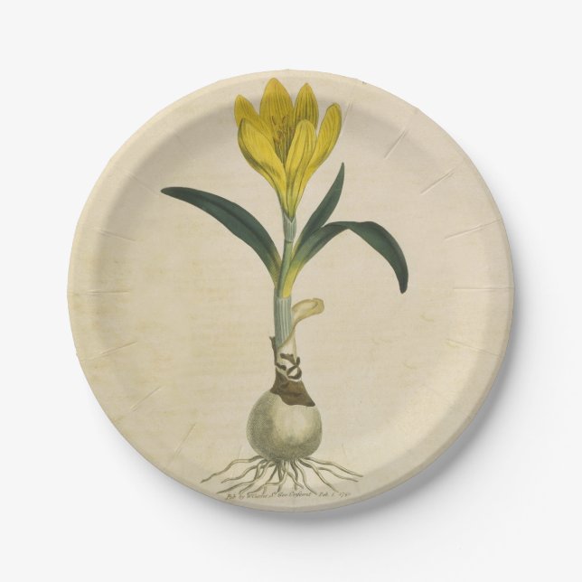 Amaryllis Tulip Botanical Garden Flower Paper Plate (Front)