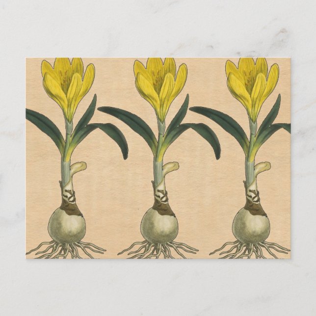 Amaryllis Tulip Botanical Garden Flower Postcard (Front)