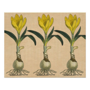 Amaryllis Tulip Botanical Garden Flower Poster