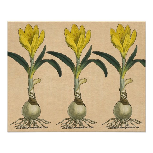 Amaryllis Tulip Botanical Garden Flower Poster (Front)