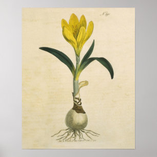 Amaryllis Tulip Botanical Garden Flower Poster