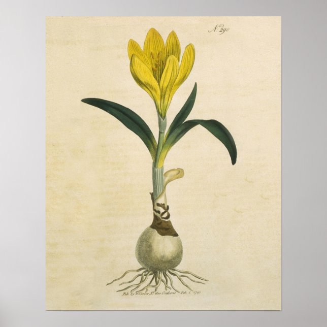 Amaryllis Tulip Botanical Garden Flower Poster (Front)