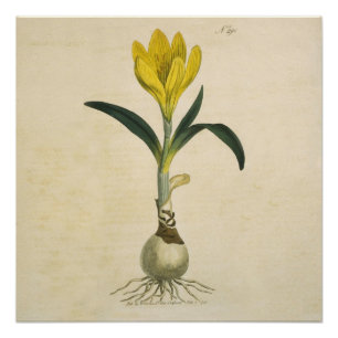 Amaryllis Tulip Botanical Garden Flower Poster