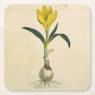Amaryllis Tulip Botanical Garden Flower Square Paper Coaster