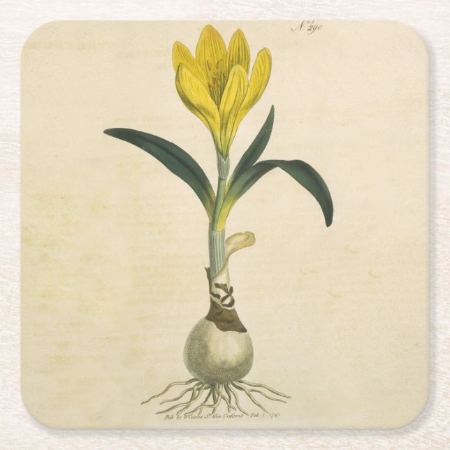 Amaryllis Tulip Botanical Garden Flower Square Paper Coaster (Front)