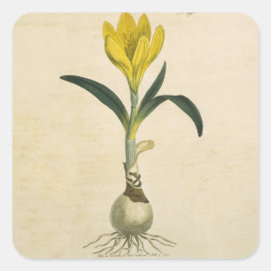 Amaryllis Tulip Botanical Garden Flower Square Sticker