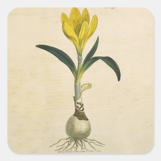 Amaryllis Tulip Botanical Garden Flower Square Sticker (Front)