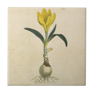 Amaryllis Tulip Botanical Garden Flower Tile