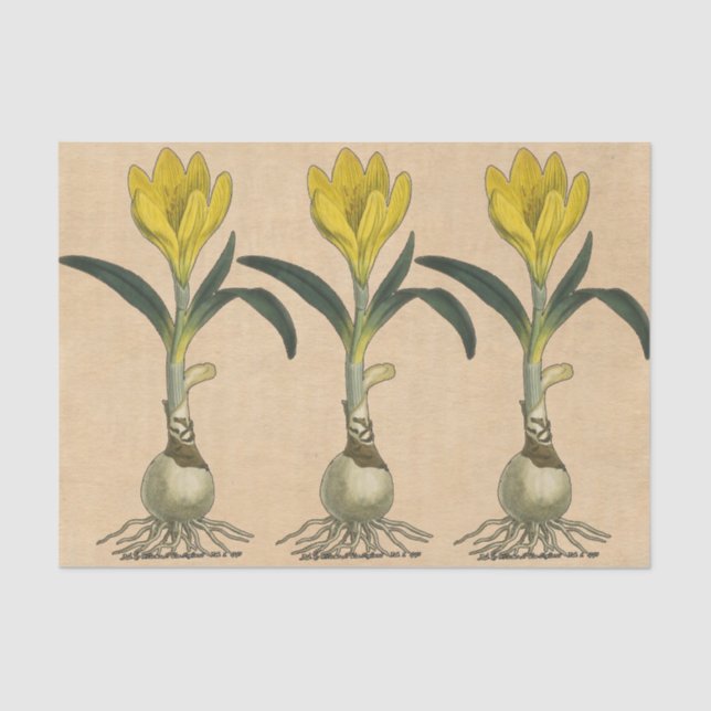 Amaryllis Tulip Botanical Garden Flower Tissue Paper (Front)