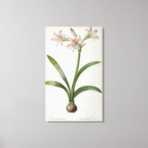 Amaryllis Vittata Canvas Print