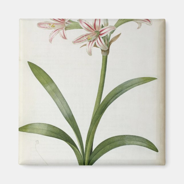 Amaryllis Vittata Magnet (Front)