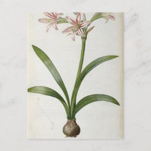 Amaryllis Vittata Postcard