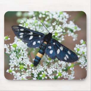 Amata phegea mouse mat