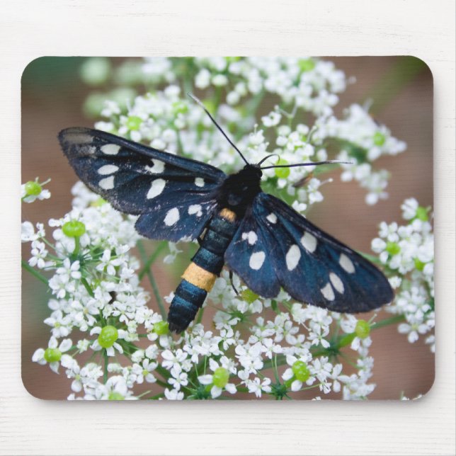 Amata phegea mouse mat (Front)