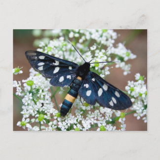 Amata phegea postcard