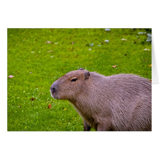 Amazing Animal Capybara (Front Horizontal)