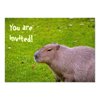 Capybara Cards & Invitations | Zazzle.co.uk