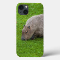 Amazing Animal Capybara