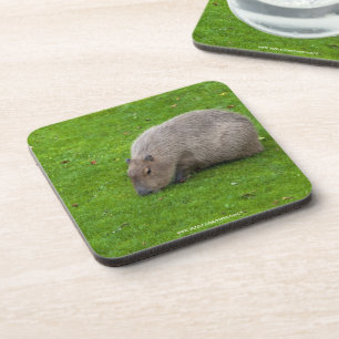 Amazing Animal Capybara Coaster