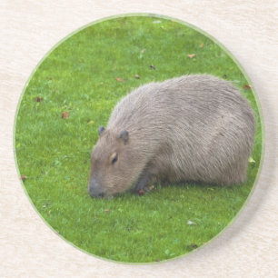 Amazing Animal Capybara Coaster