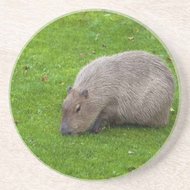 Amazing Animal Capybara Coaster (Front)
