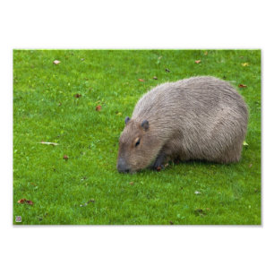 Amazing Animal Capybara Photo Print