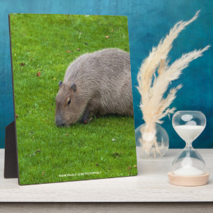 Amazing Animal Capybara Plaque