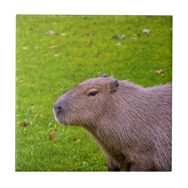 Amazing Animal Capybara Tile (Front)
