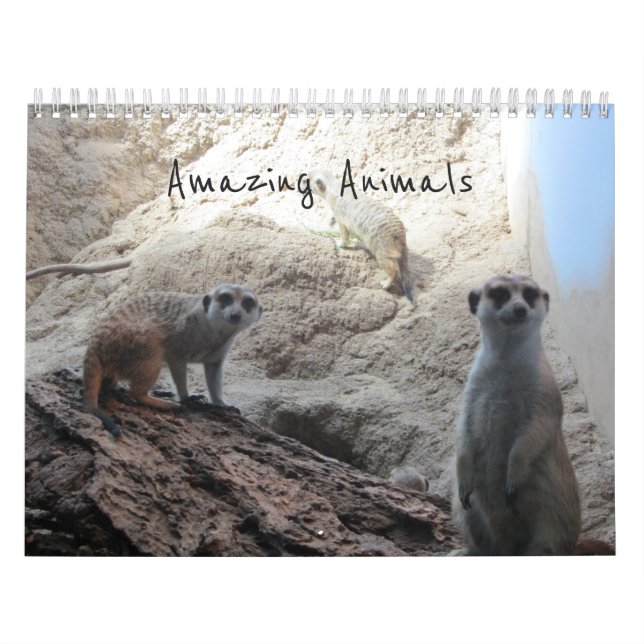 Amazing Animals Calendar (Cover)