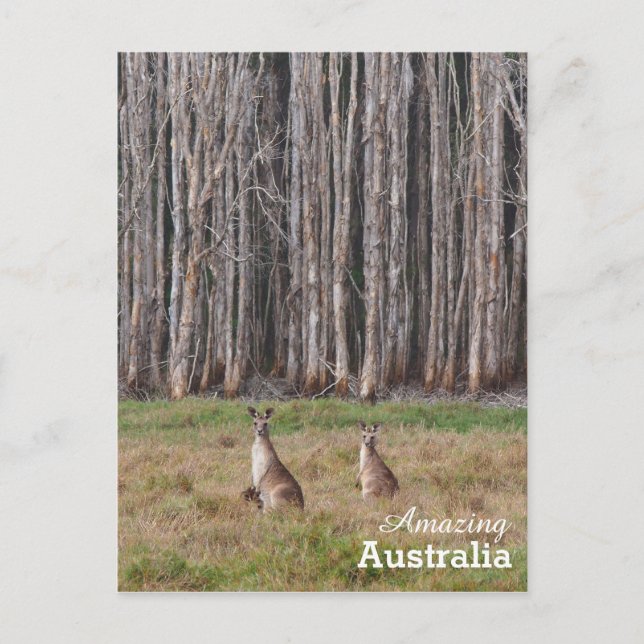 Amazing Australia postcard (Front)