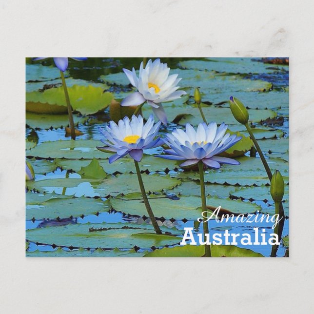 Amazing Australia postcard (Front)