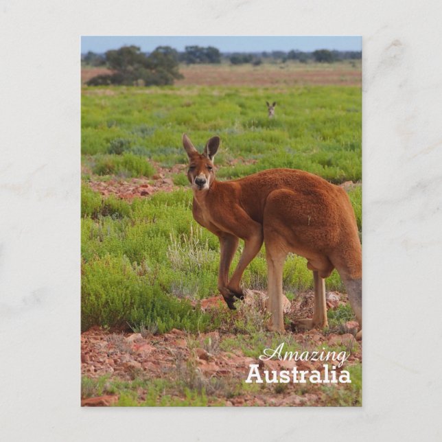 Amazing Australia postcard (Front)