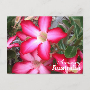 Amazing Australia postcard