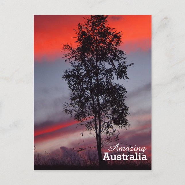 Amazing Australia postcard (Front)