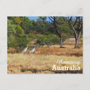Amazing Australia postcard