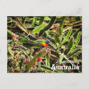 Amazing Australia postcard