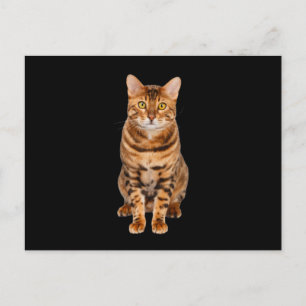 Amazing Bengal Kitten Postcard