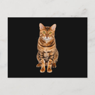 Amazing Bengal Kitten Postcard