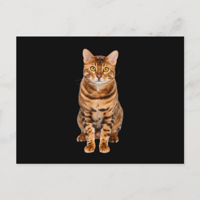 Amazing Bengal Kitten Postcard (Front)
