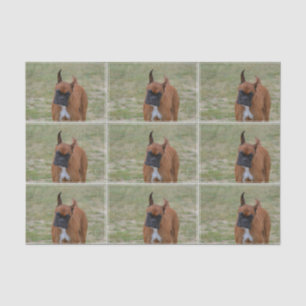 Amazing Boxer Dog Tissue Paper