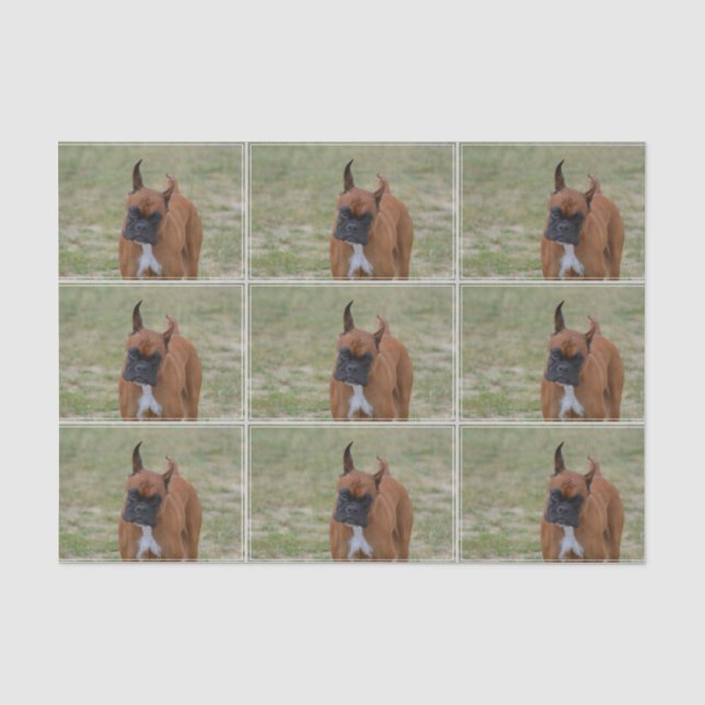 Amazing Boxer Dog Tissue Paper (Front)