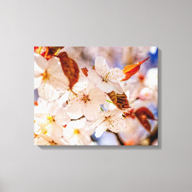 Amazing Bunch Of Sakura Flowers In Springtime Canvas Print (Front)