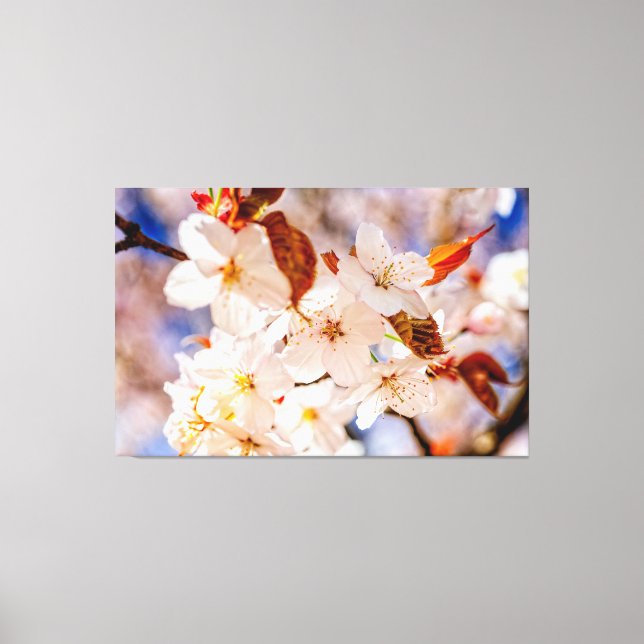 Amazing Bunch Of Sakura Flowers In Springtime Canvas Print (Front)