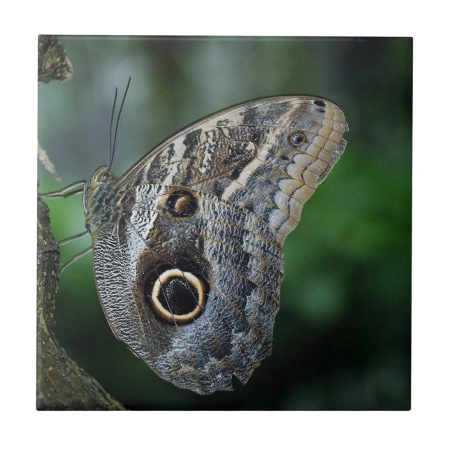 Amazing Caligo Eurilochus Butterfly Tile (Front)