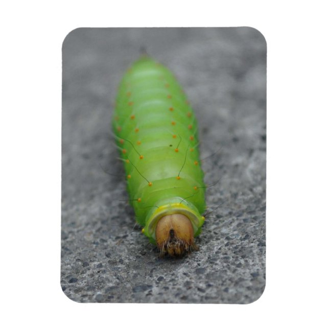 Amazing Caterpillar - Antheraea Polyphemus Magnet (Vertical)