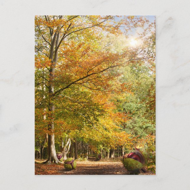 Amazing dawn autumn woodland with massive conkers  postcard (Front)