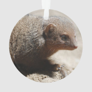 Amazing Dwarf Mongoose Ornament