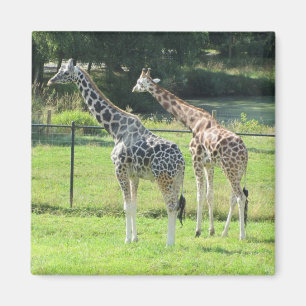 Amazing Giraffes Magnet