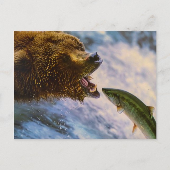 Amazing grizzly bear salmon image postcard (Front)