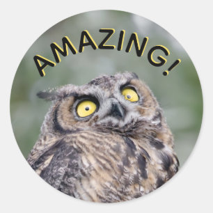 Amazing! Impressed Owl Stickers